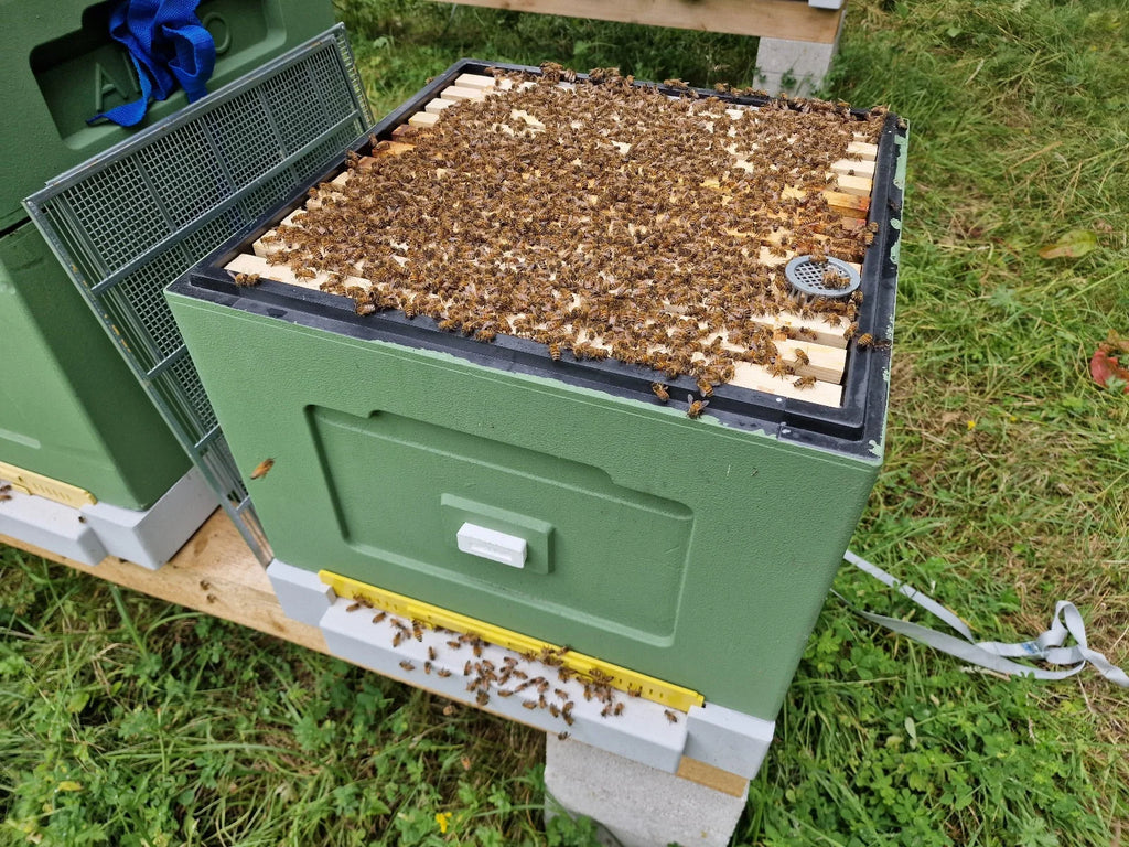 Beehive with full colony of Bees