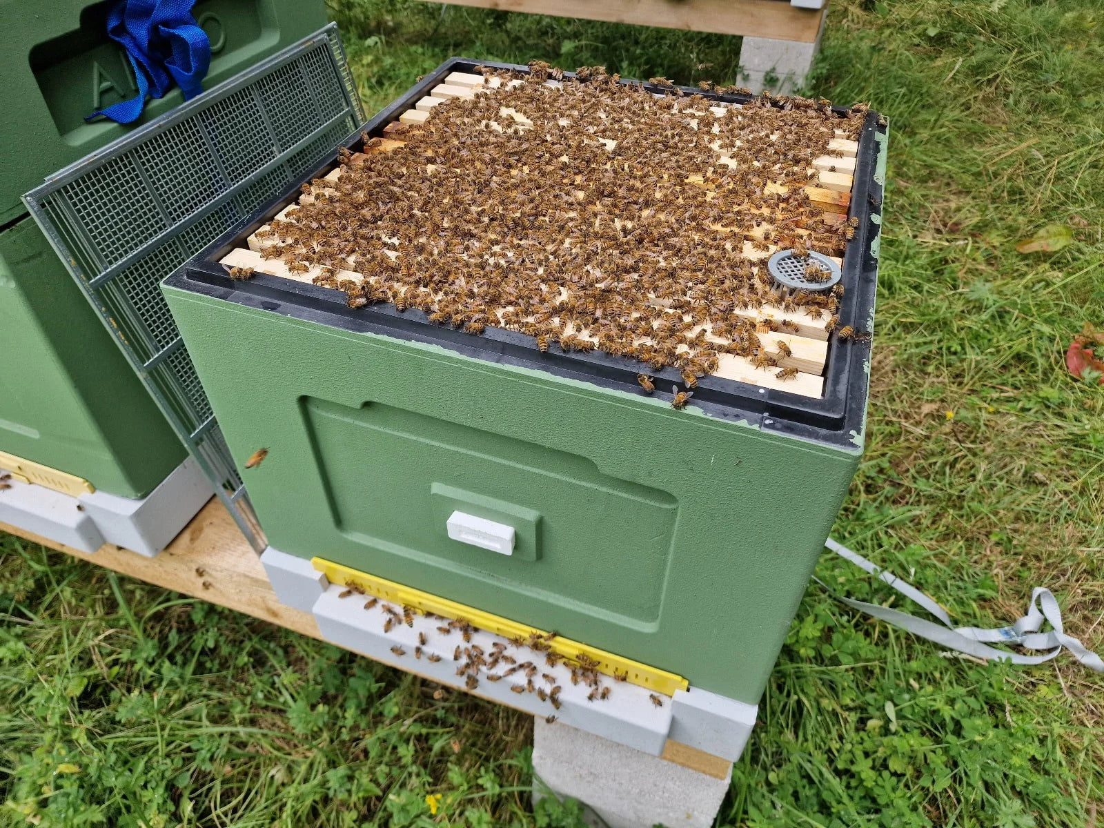 Beehive with full colony of Bees