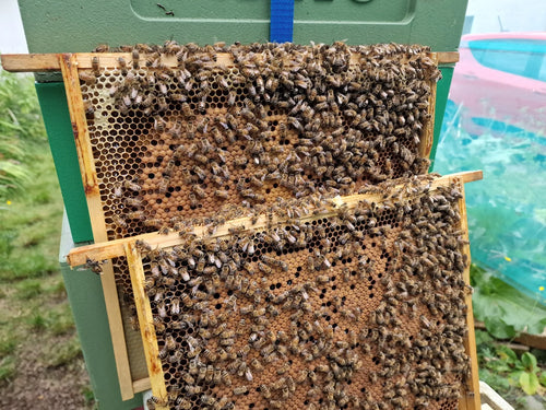 Beehive with full colony of Bees