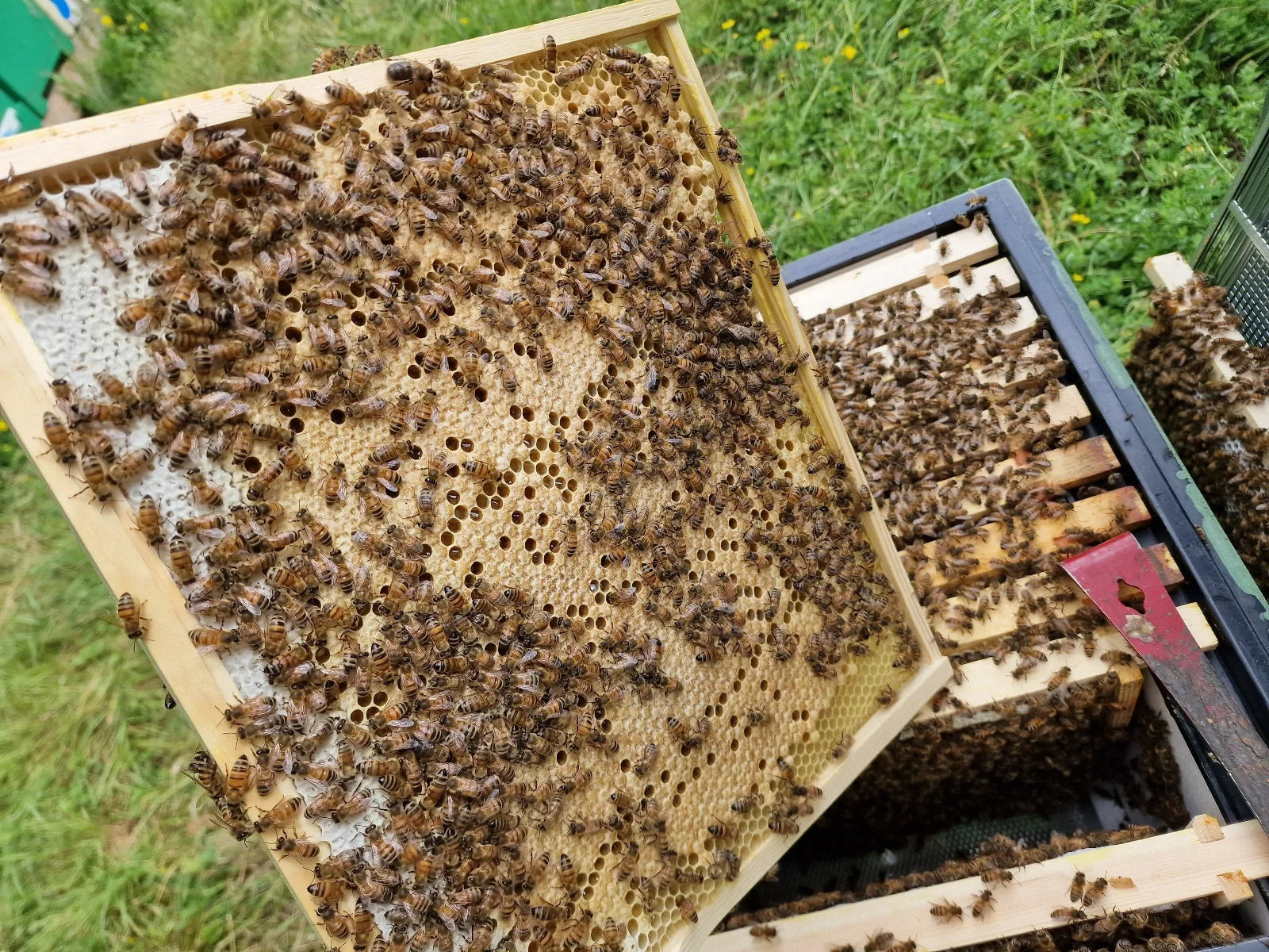 Beehive with full colony of Bees