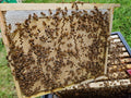 Overwintered Nuc 14x12 Collected 2027