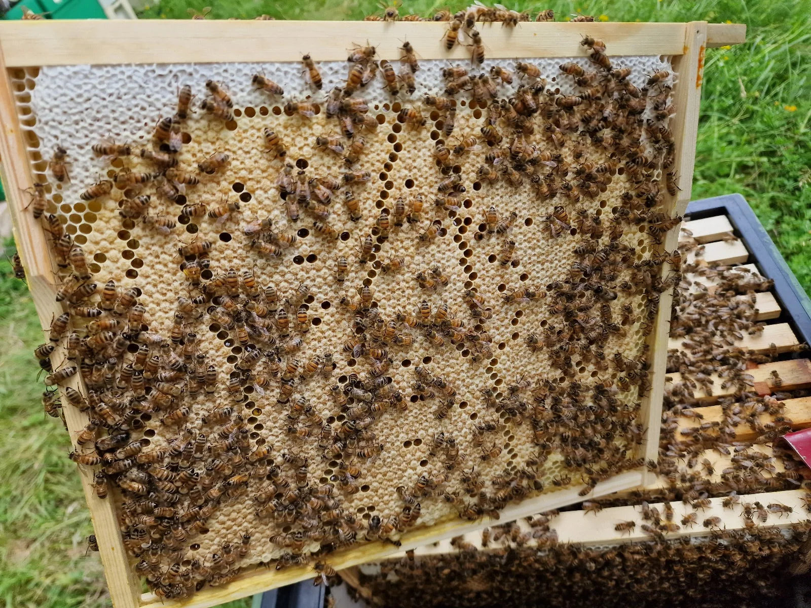 Overwintered Nuc 14x12 Collected 2027